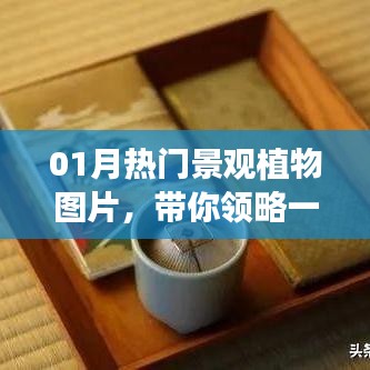 一月热门景观植物图片欣赏,领略植物魅力
