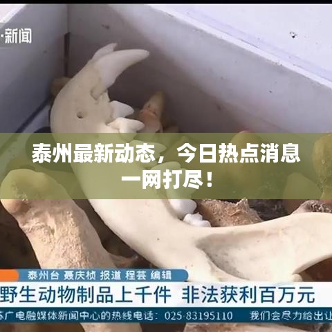 泰州最新动态,今日热点消息一网打尽!