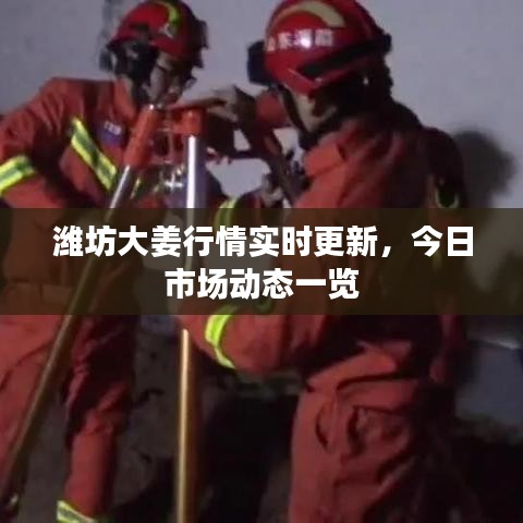 潍坊大姜行情实时更新，今日市场动态一览