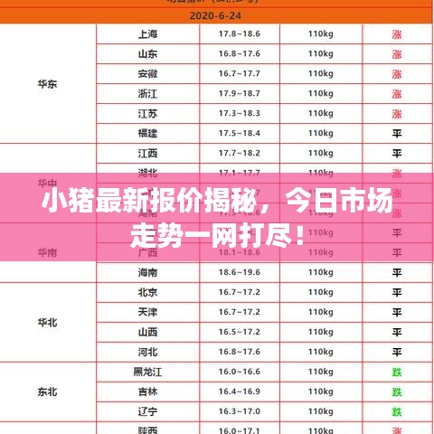 小猪最新报价揭秘，今日市场走势一网打尽！