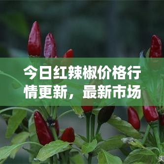 今日红辣椒价格行情更新，最新市场走势一网打尽！