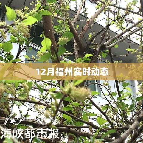 福州最新实时动态资讯