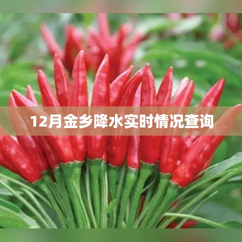 金乡实时降水查询报告