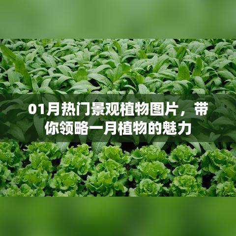 一月热门景观植物图片欣赏,领略植物魅力