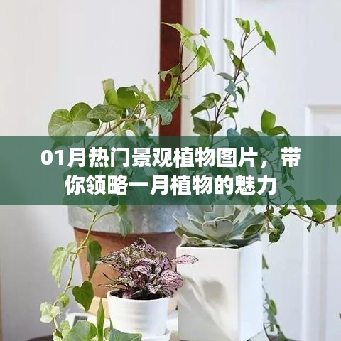 一月热门景观植物图片欣赏,领略植物魅力