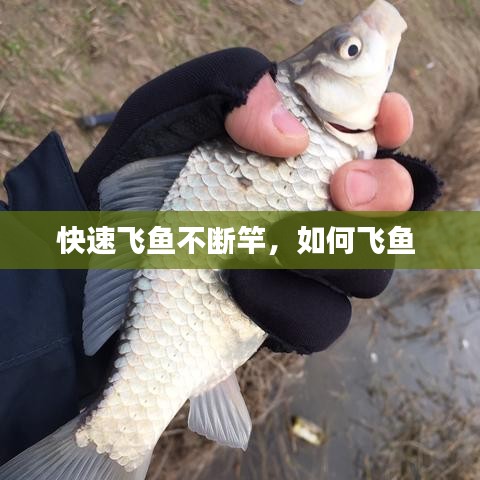 快速飞鱼不断竿,如何飞鱼