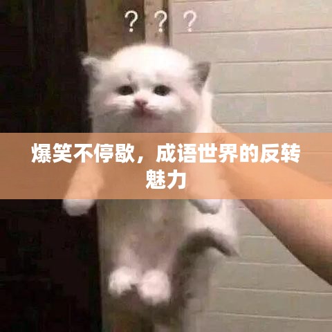 爆笑不停歇，成语世界的反转魅力
