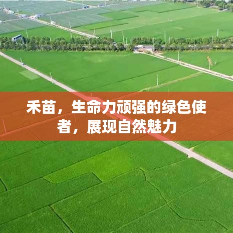 禾苗,生命力顽强的绿色使者,展现自然魅力