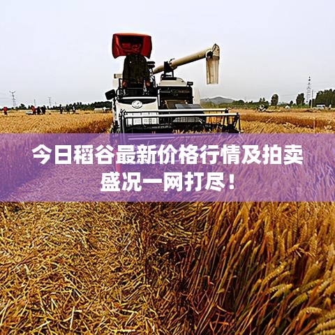 今日稻谷最新价格行情及拍卖盛况一网打尽!