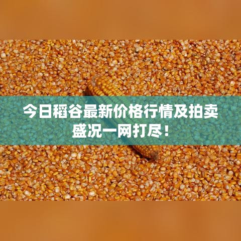 今日稻谷最新价格行情及拍卖盛况一网打尽!