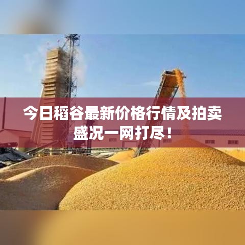 今日稻谷最新价格行情及拍卖盛况一网打尽!