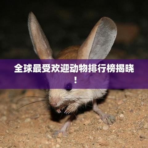 全球最受欢迎动物排行榜揭晓！