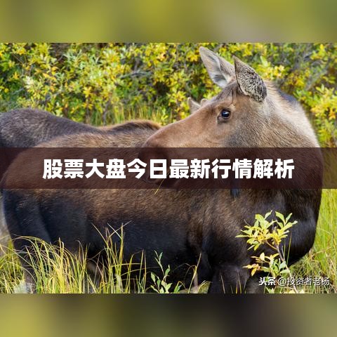 股票大盘今日最新行情解析