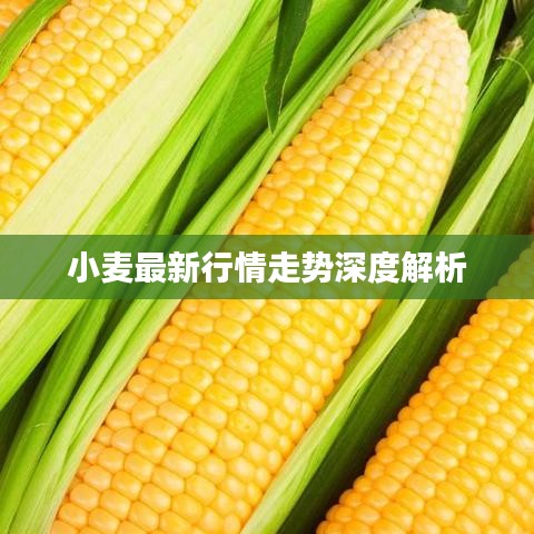小麦最新行情走势深度解析