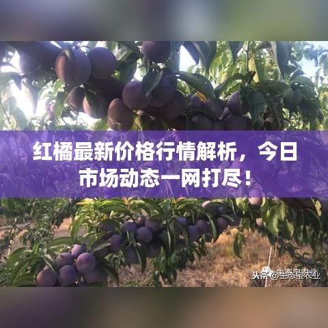 红橘最新价格行情解析,今日市场动态一网打尽!