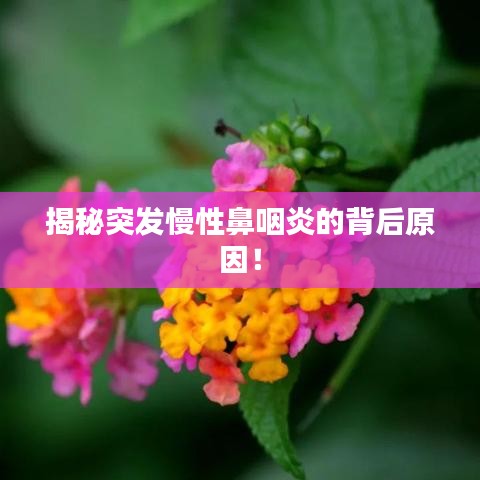 揭秘突发慢性鼻咽炎的背后原因！