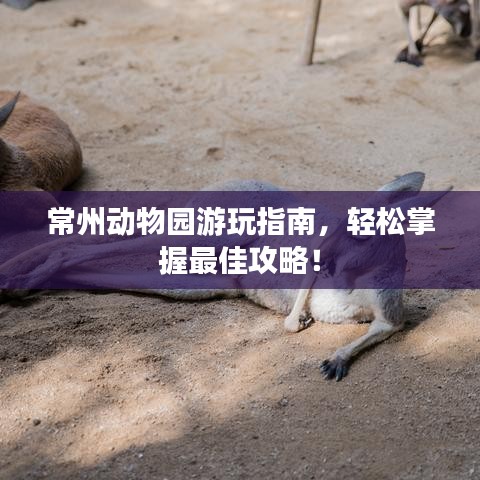 常州动物园游玩指南,轻松掌握最佳攻略!