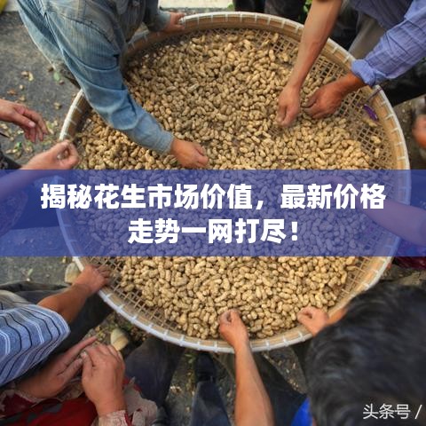 揭秘花生市场价值，最新价格走势一网打尽！