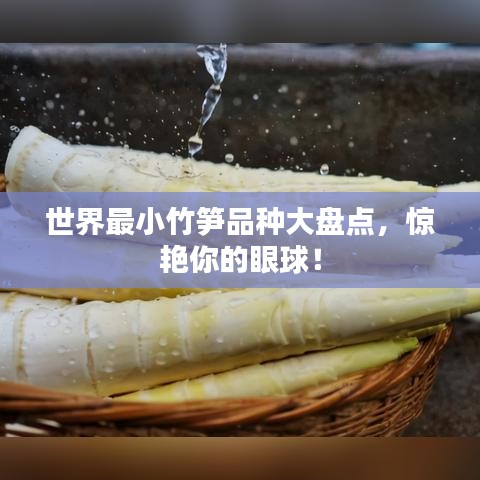 世界最小竹笋品种大盘点，惊艳你的眼球！