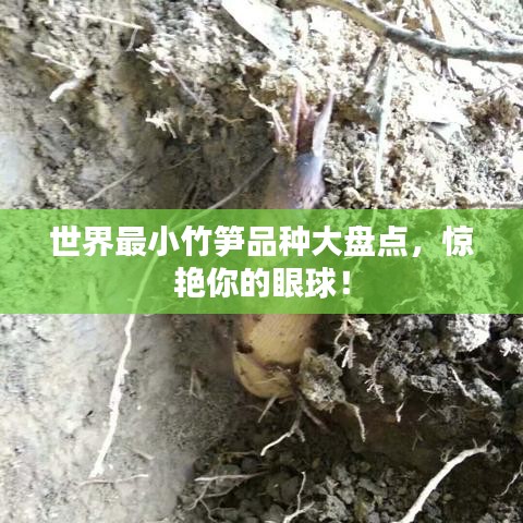 世界最小竹笋品种大盘点,惊艳你的眼球!