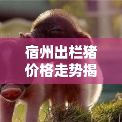 宿州出栏猪价格走势揭秘，最新行情分析报告！