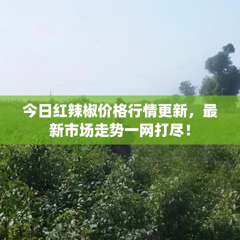 今日红辣椒价格行情更新,最新市场走势一网打尽!