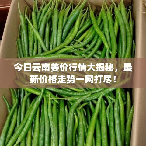 今日云南姜价行情大揭秘，最新价格走势一网打尽！