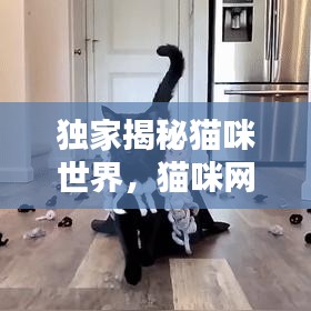 沉鱼落雁 第3页