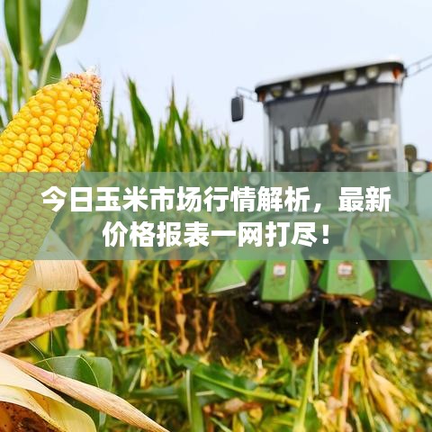 今日玉米市场行情解析，最新价格报表一网打尽！