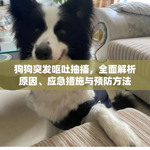 狗狗突发呕吐抽搐,全面解析原因、应急措施与预防方法