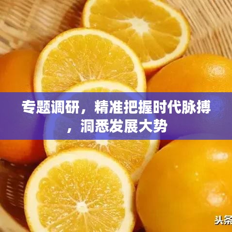 专题调研，精准把握时代脉搏，洞悉发展大势