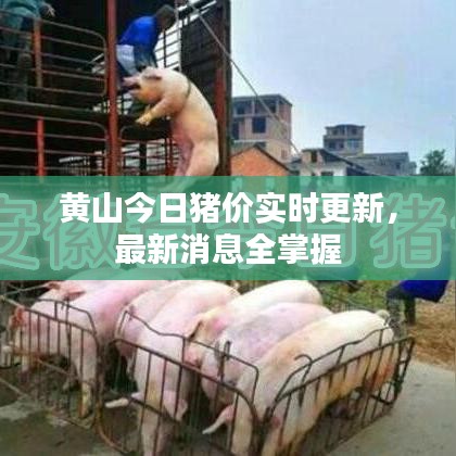 黄山今日猪价实时更新，最新消息全掌握