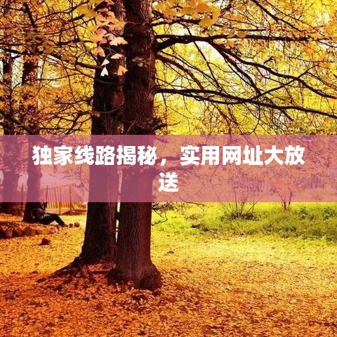 独家线路揭秘，实用网址大放送